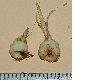 image of Babiana stricta