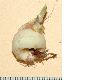 image of Babiana stricta