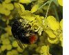 image of Bombus lapidarius