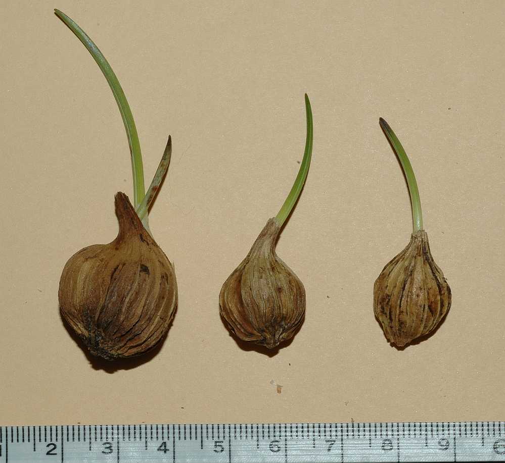 Liliaceae Calochortus 