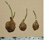 image of Calochortus 