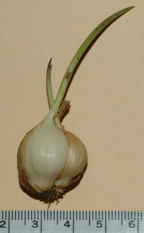 Liliaceae Calochortus 
