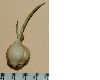 image of Calochortus 