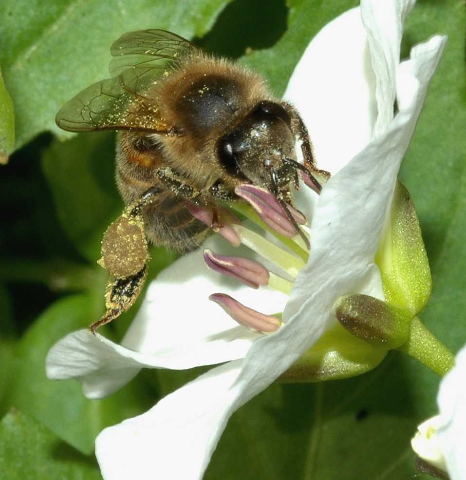 Apidae  