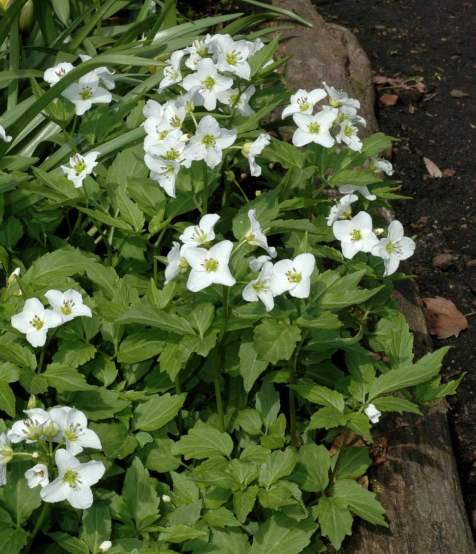 Brassicaceae Cardamine waldsteinii