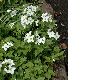 image of Cardamine waldsteinii