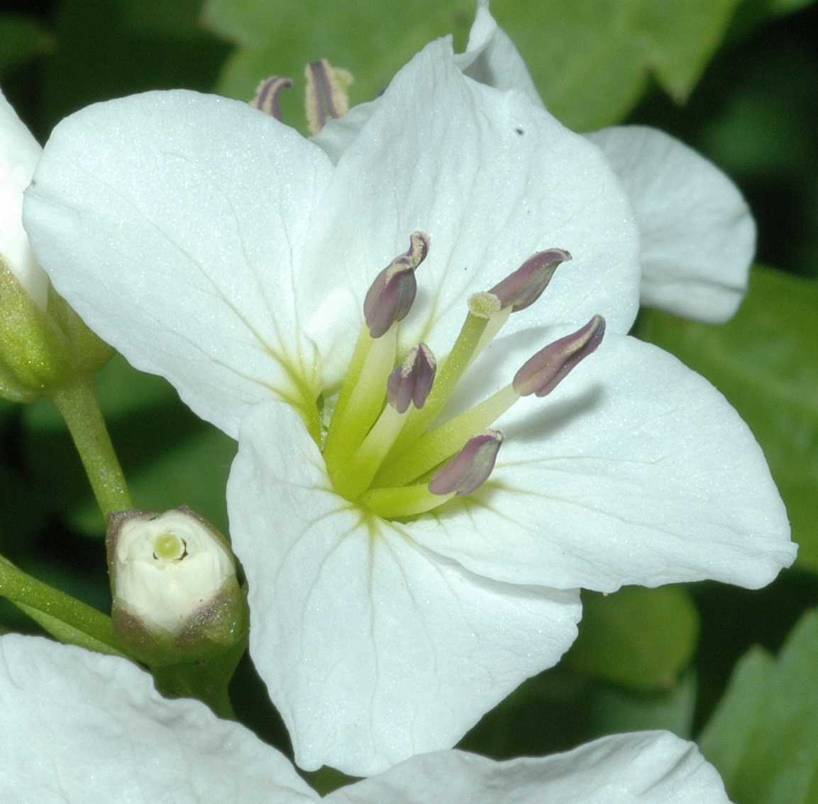 Brassicaceae Cardamine waldsteinii