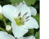 image of Cardamine waldsteinii