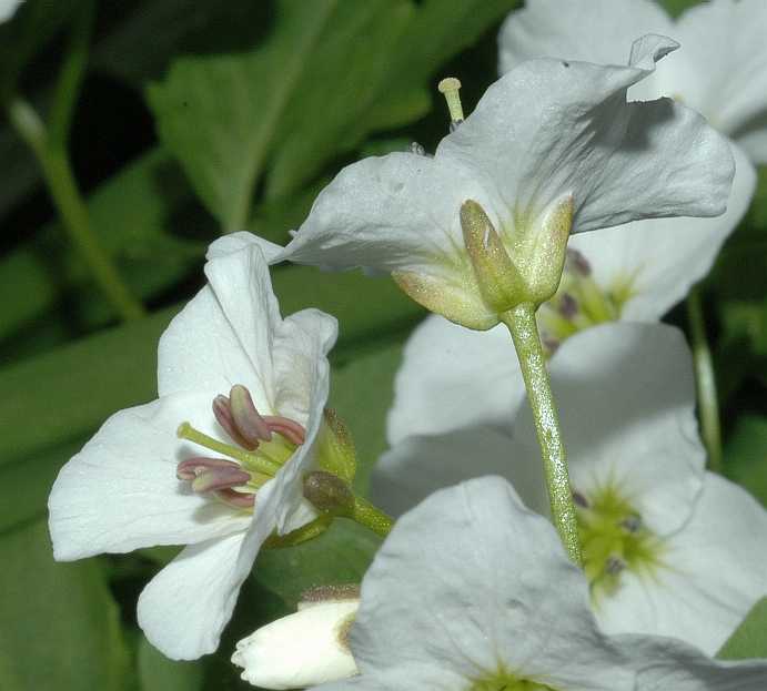 Brassicaceae Cardamine waldsteinii