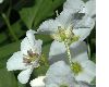 image of Cardamine waldsteinii