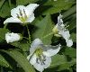 image of Cardamine waldsteinii