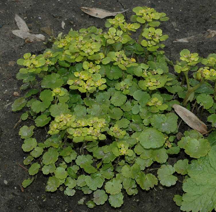 Saxifragaceae Chrysosplenium alternifolium
