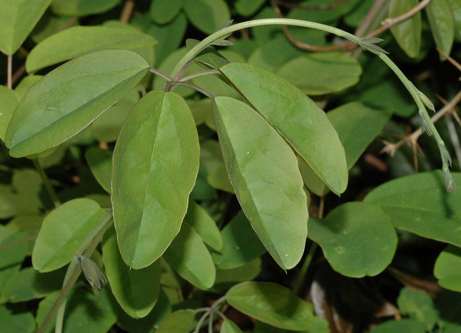 Lardizabalaceae Akebia quinata