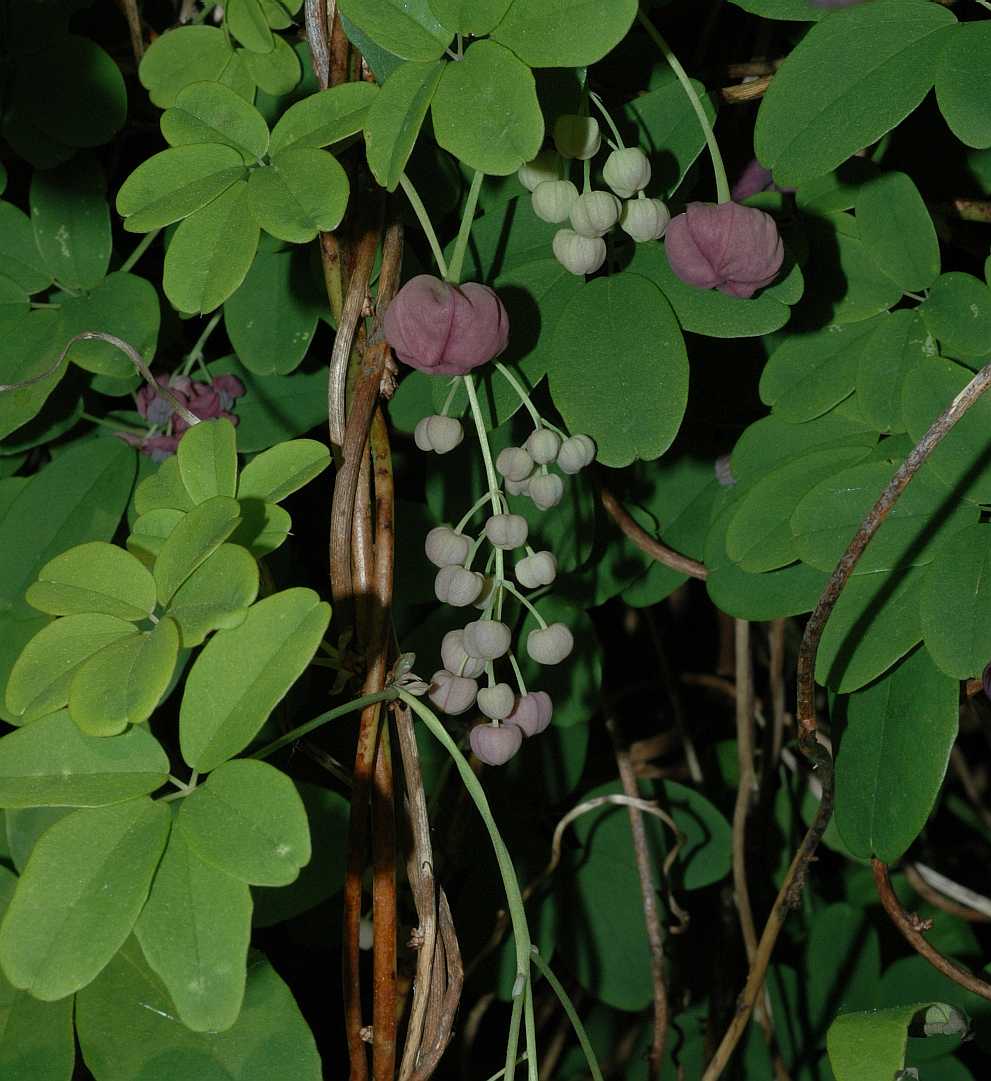 Lardizabalaceae Akebia quinata