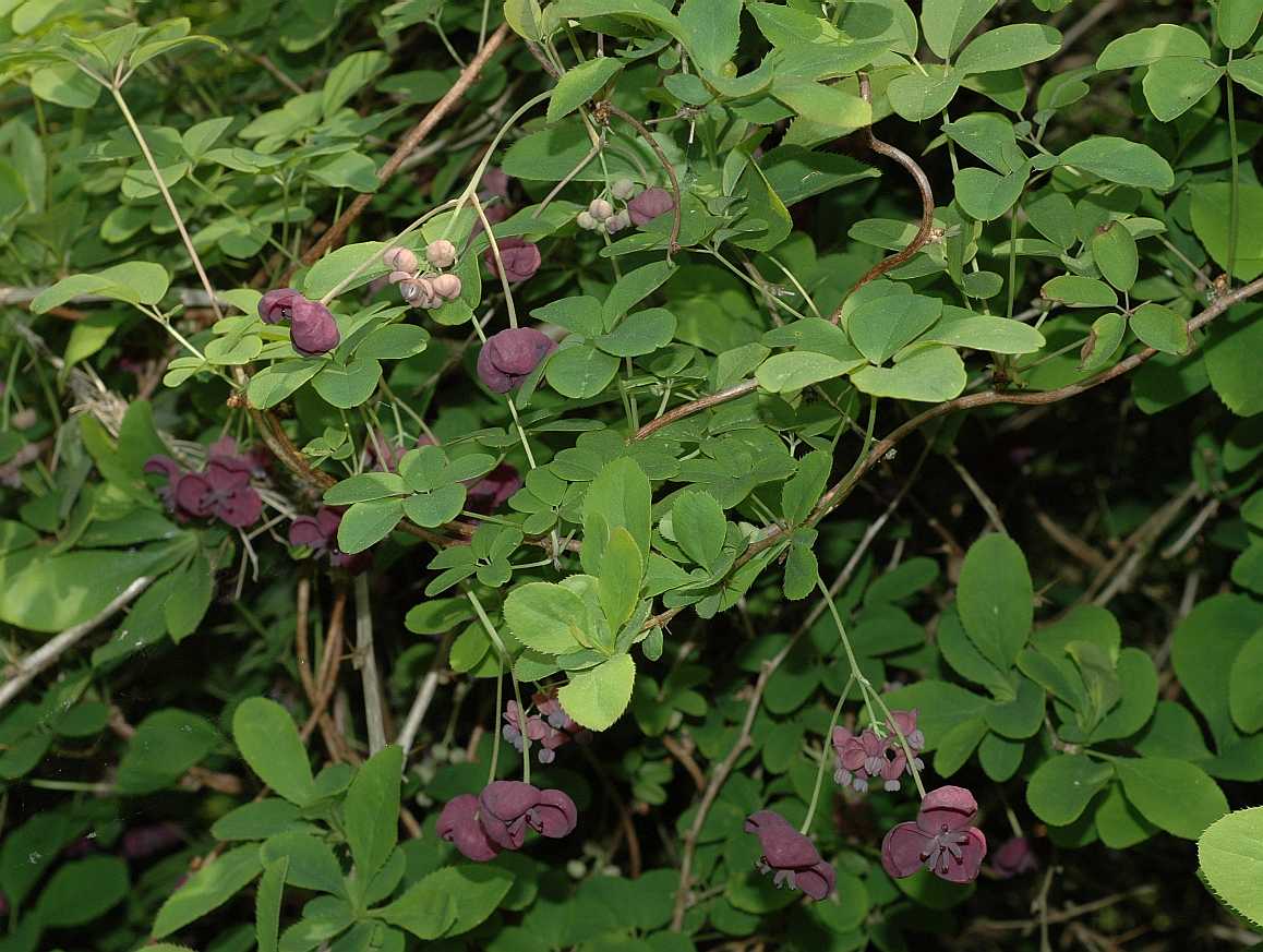 Lardizabalaceae Akebia quinata