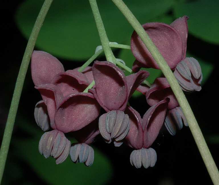 Lardizabalaceae Akebia quinata