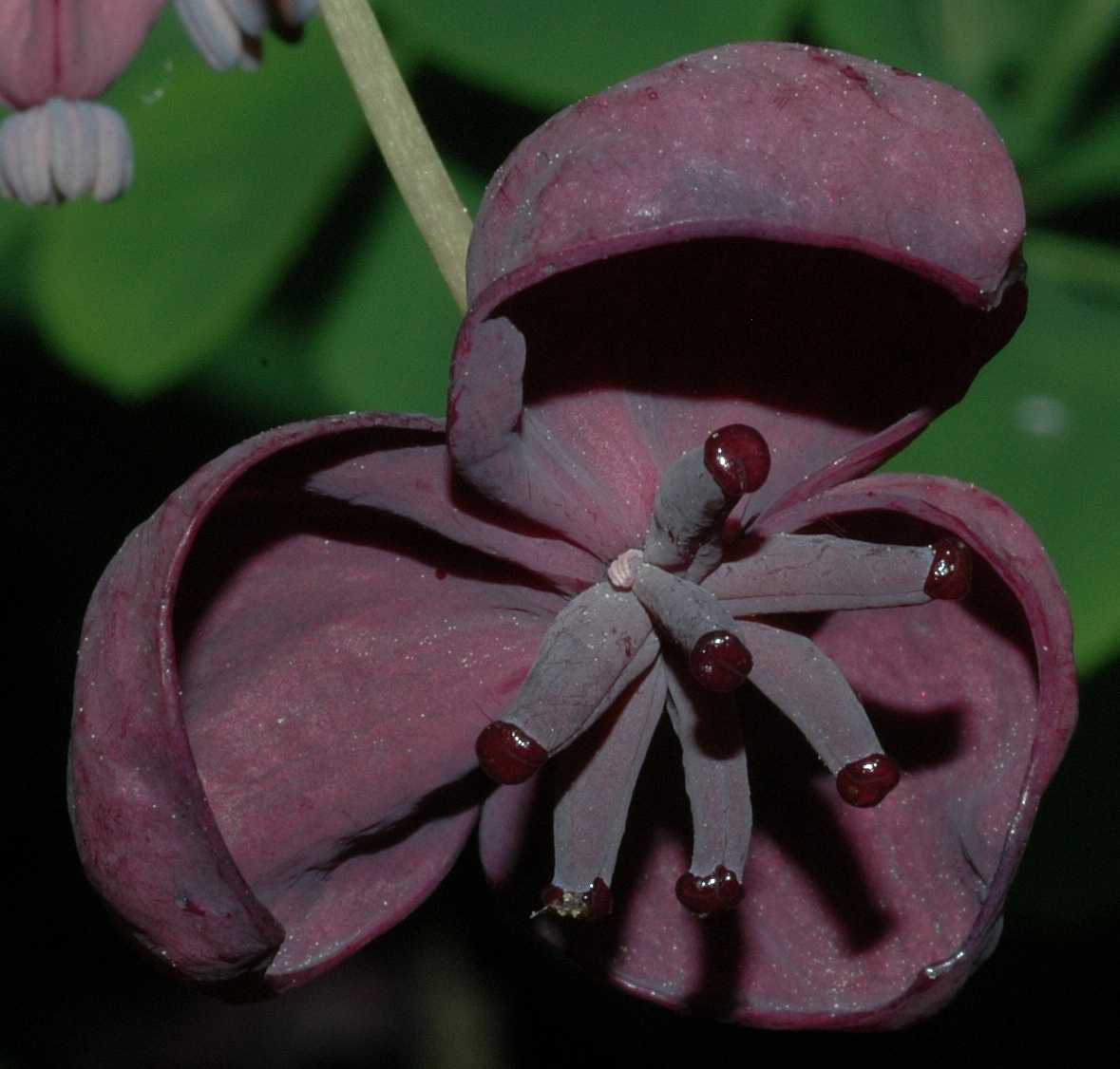 Lardizabalaceae Akebia quinata