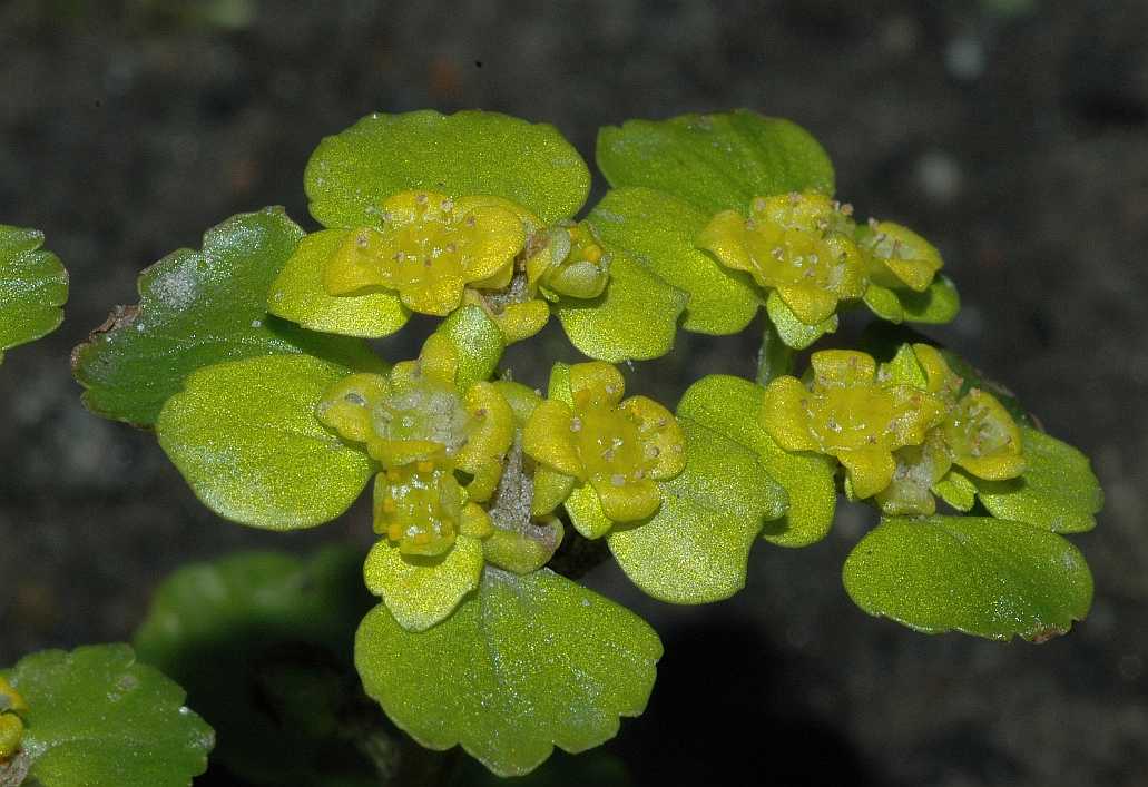 Saxifragaceae Chrysosplenium alternifolium