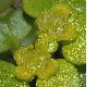 image of Chrysosplenium alternifolium