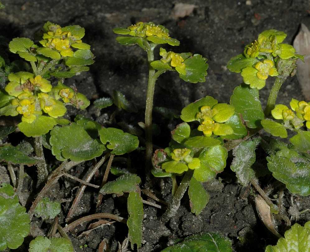 Saxifragaceae Chrysosplenium alternifolium