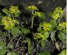 image of Chrysosplenium alternifolium