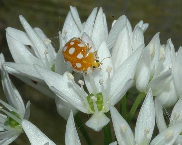 Amaryllidaceae Allium ursinum