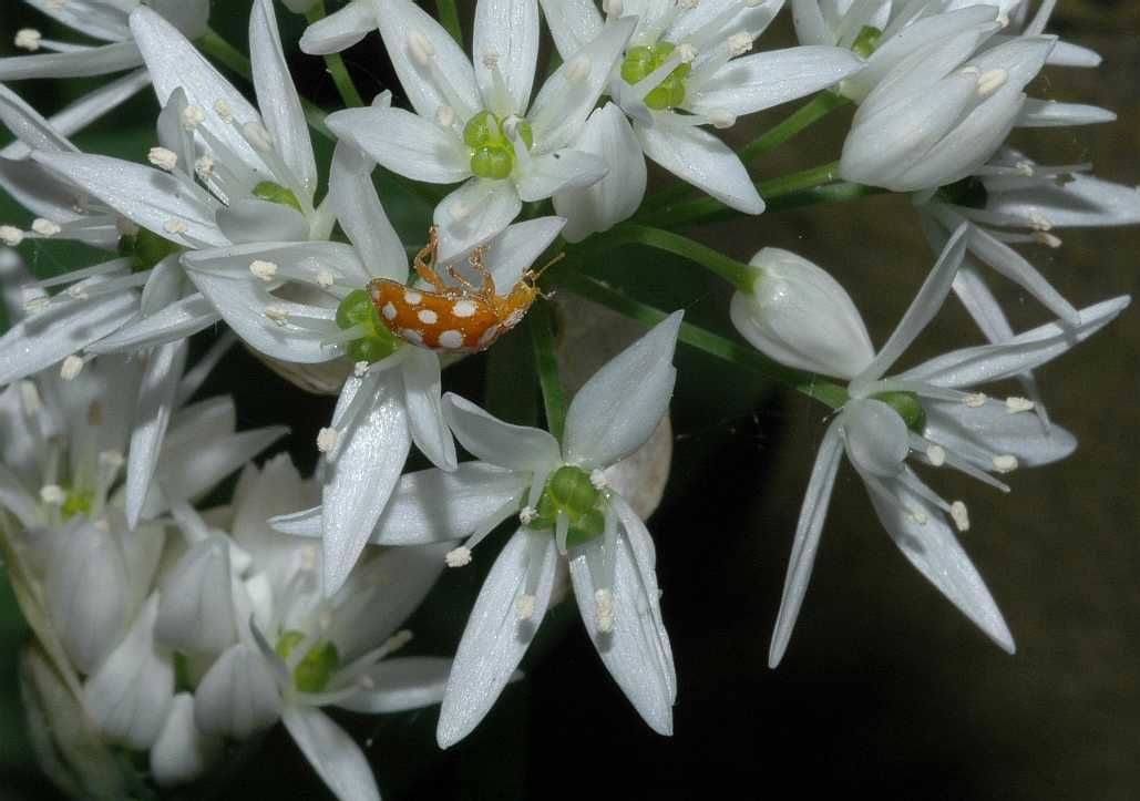 Amaryllidaceae Allium ursinum
