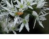 image of Allium ursinum