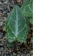 image of Pinellia cordata