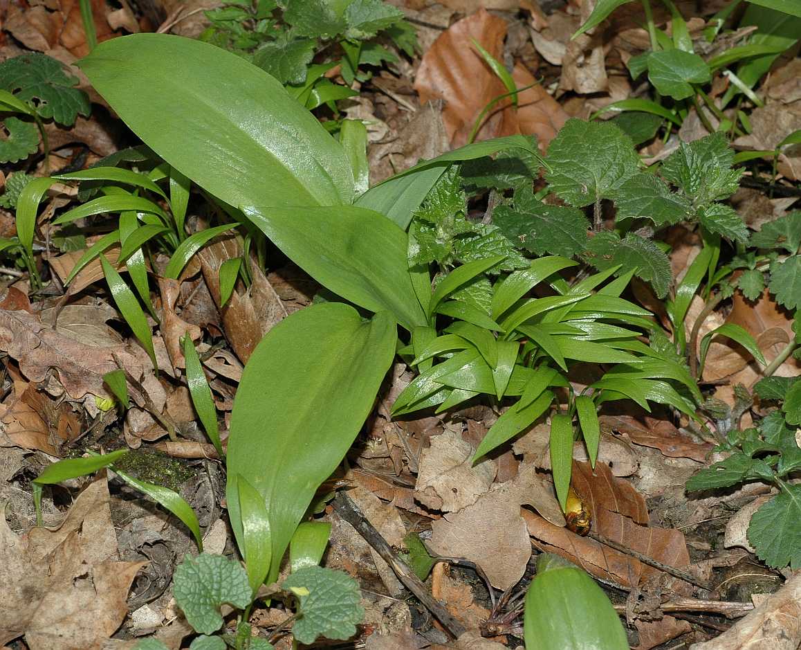 Amaryllidaceae Allium ursinum