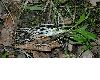 image of Allium ursinum