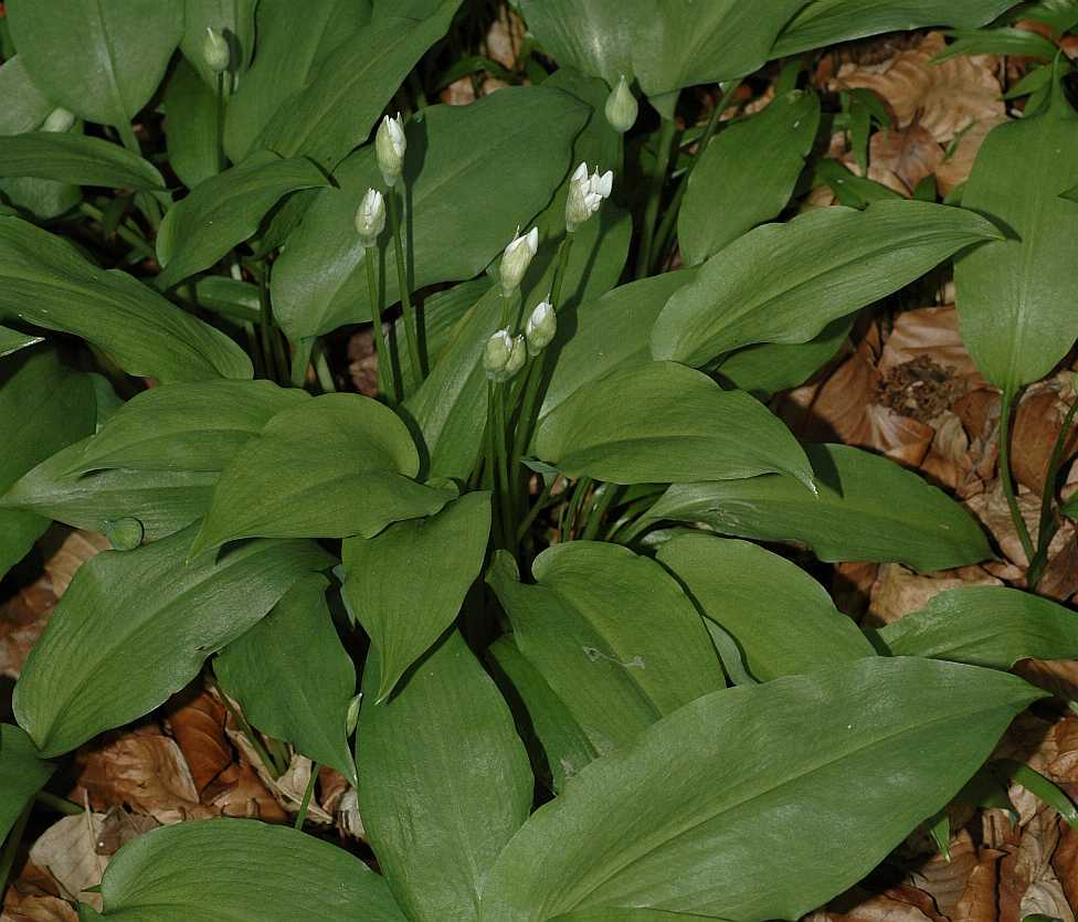 Amaryllidaceae Allium ursinum
