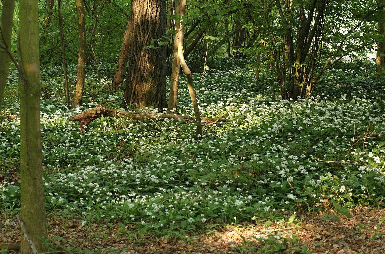 Amaryllidaceae Allium ursinum