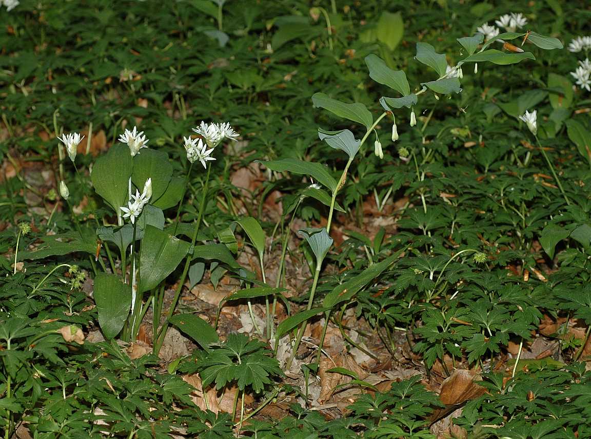 Ranunculaceae Anemone nemorosa