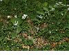 image of Anemone nemorosa