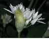 image of Allium ursinum