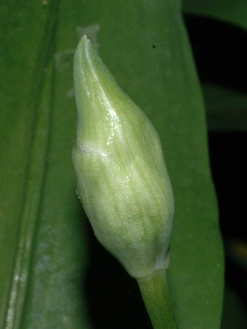 Amaryllidaceae Allium ursinum