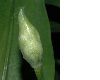 image of Allium ursinum