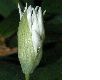 image of Allium ursinum
