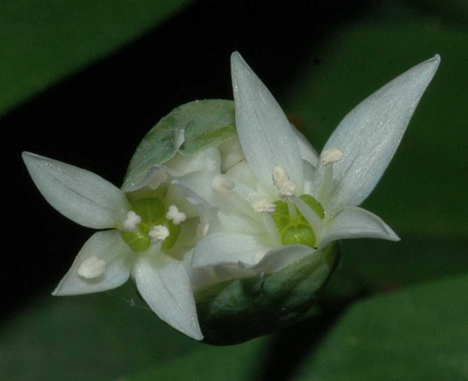 Amaryllidaceae Allium ursinum
