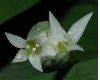 image of Allium ursinum