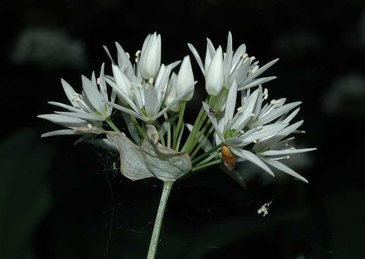 Amaryllidaceae Allium ursinum