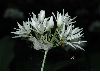image of Allium ursinum