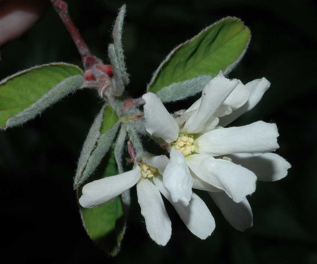 Rosaceae Amelanchier ovalis