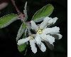 image of Amelanchier ovalis