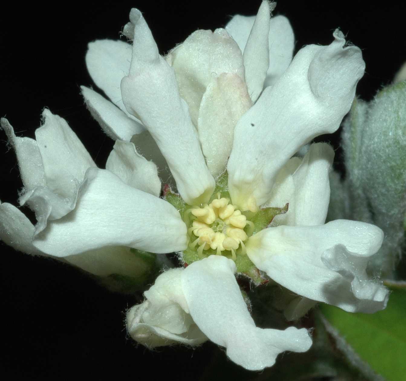 Rosaceae Amelanchier ovalis