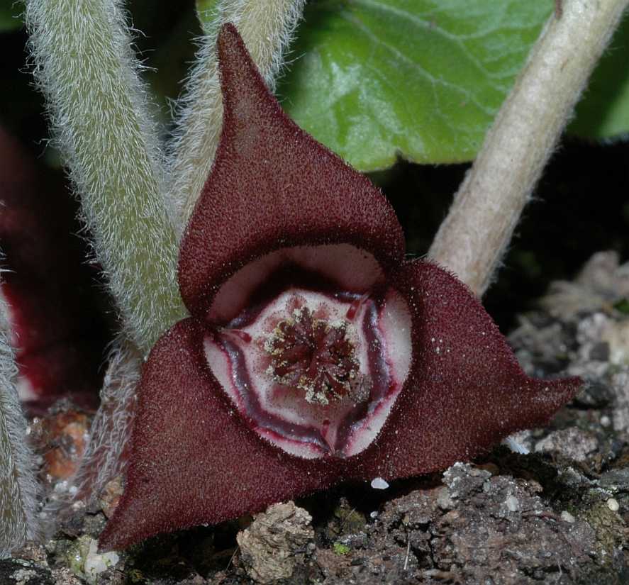 Aristolochiaceae Asarum canadense