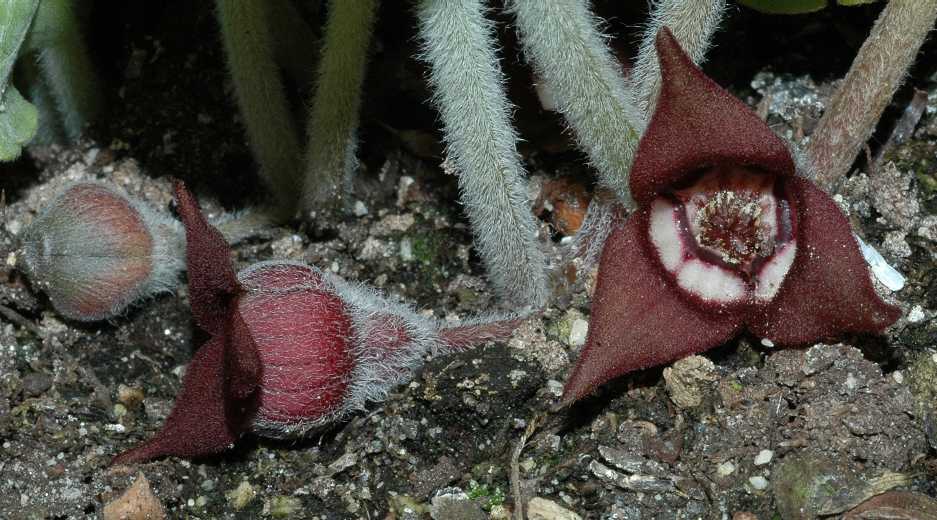 Aristolochiaceae Asarum canadense