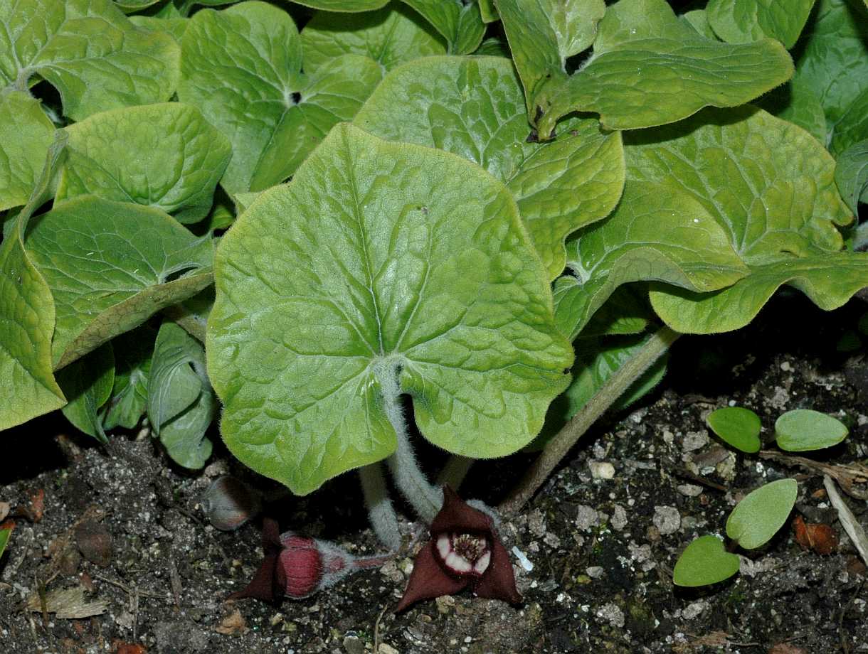Aristolochiaceae Asarum canadense