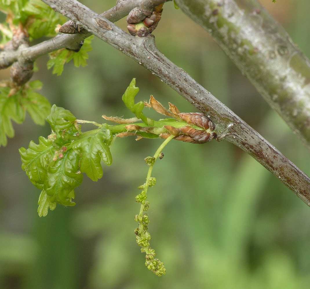 Fagaceae Quercus robur